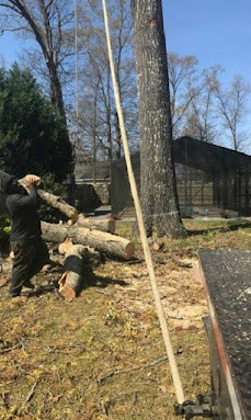 Tree Removal